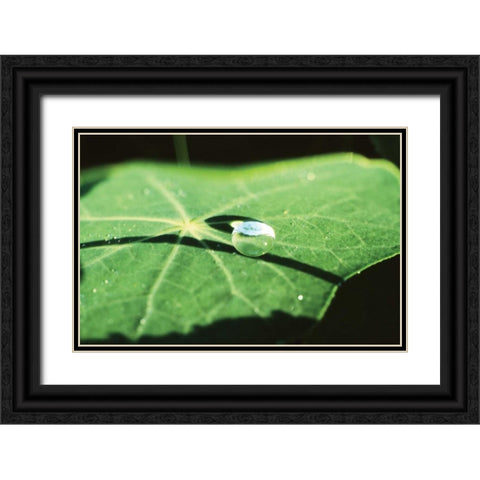 A Single Drop II Black Ornate Wood Framed Art Print with Double Matting by Stefko, Bob
