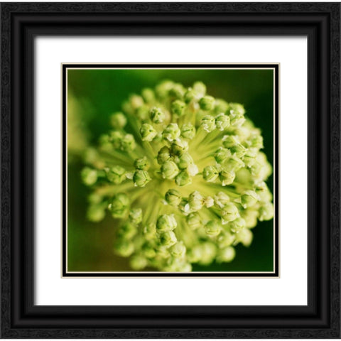 Allium Black Ornate Wood Framed Art Print with Double Matting by Stefko, Bob