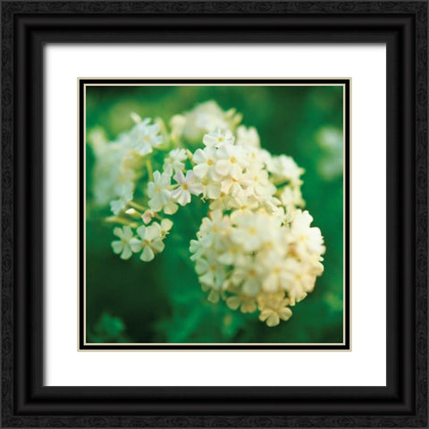 Chinese Snowball Black Ornate Wood Framed Art Print with Double Matting by Stefko, Bob