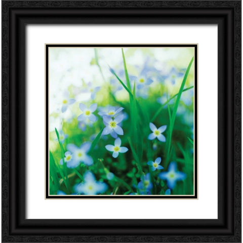 Blooms in Spring I Black Ornate Wood Framed Art Print with Double Matting by Stefko, Bob