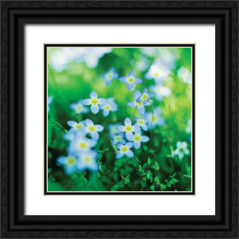 Blooms in Spring II Black Ornate Wood Framed Art Print with Double Matting by Stefko, Bob