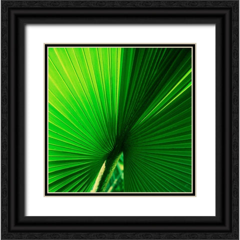 Palm Frond I Black Ornate Wood Framed Art Print with Double Matting by Stefko, Bob