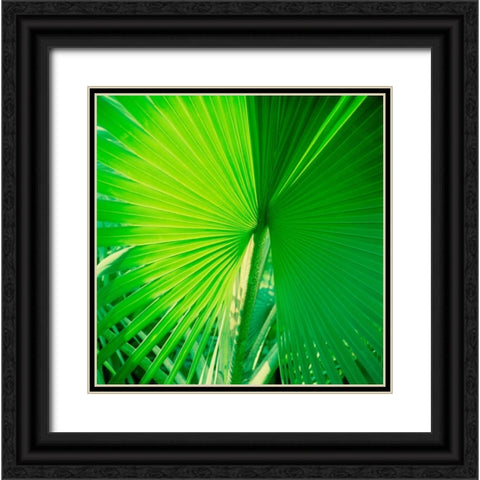 Palm Frond II Black Ornate Wood Framed Art Print with Double Matting by Stefko, Bob