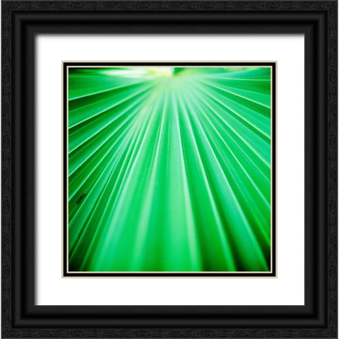 Palm Frond III Black Ornate Wood Framed Art Print with Double Matting by Stefko, Bob