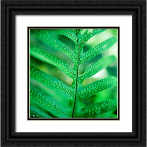 Fiddlehead Fern Black Ornate Wood Framed Art Print with Double Matting by Stefko, Bob
