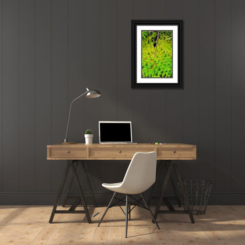 Western Red Cedar Black Ornate Wood Framed Art Print with Double Matting by Stefko, Bob