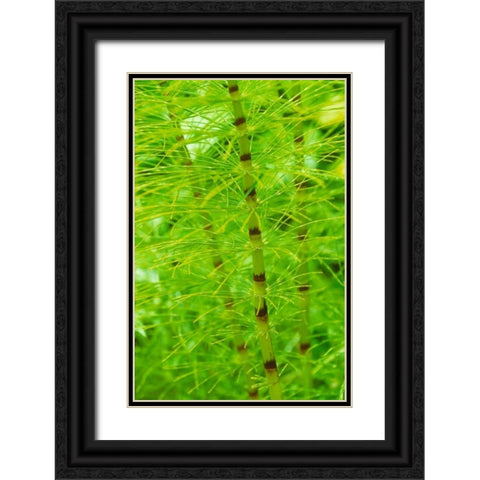 Horsetail Plant Black Ornate Wood Framed Art Print with Double Matting by Stefko, Bob