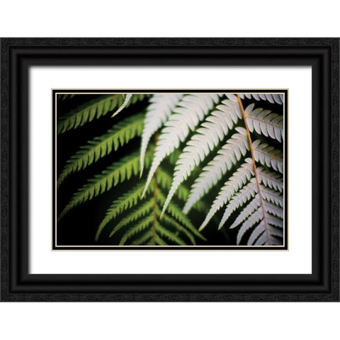 Silver Tree Fern I Black Ornate Wood Framed Art Print with Double Matting by Stefko, Bob