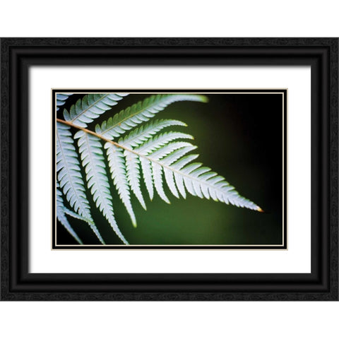 Silver Tree Fern II Black Ornate Wood Framed Art Print with Double Matting by Stefko, Bob