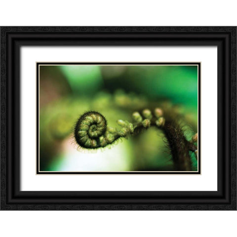 Black Tree Fern I Black Ornate Wood Framed Art Print with Double Matting by Stefko, Bob