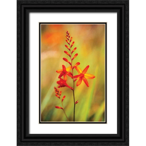 Emberglow Crososmia I Black Ornate Wood Framed Art Print with Double Matting by Stefko, Bob