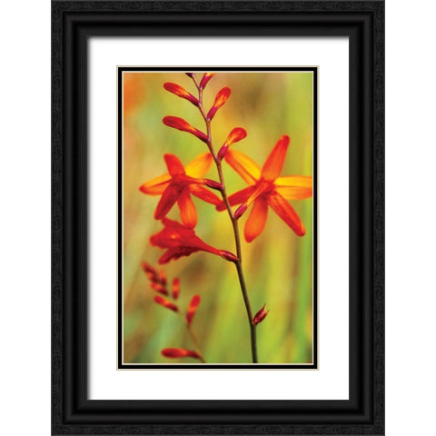 Emberglow Crososmia II Black Ornate Wood Framed Art Print with Double Matting by Stefko, Bob