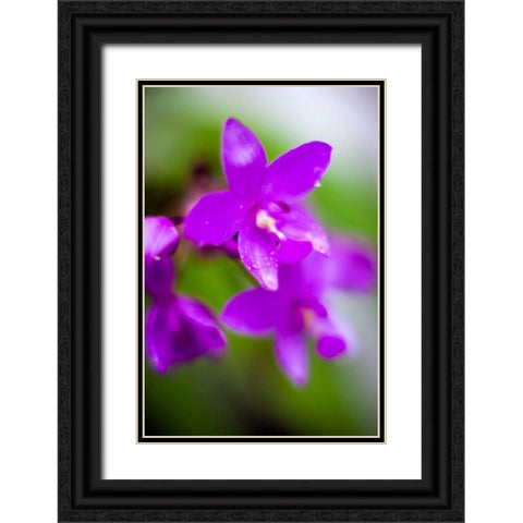 Purple Orchid I Black Ornate Wood Framed Art Print with Double Matting by Stefko, Bob
