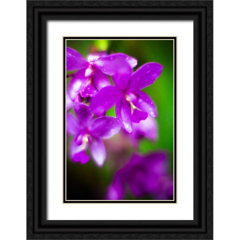 Purple Orchid II Black Ornate Wood Framed Art Print with Double Matting by Stefko, Bob