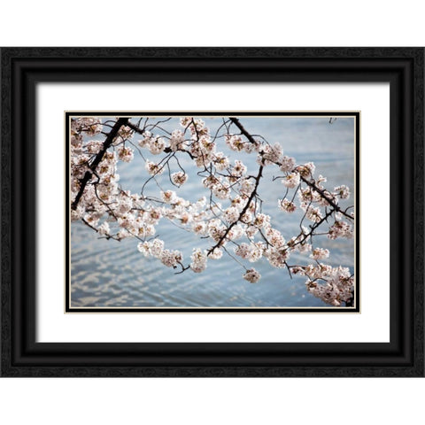 Cherry Blossoms II Black Ornate Wood Framed Art Print with Double Matting by Stefko, Bob