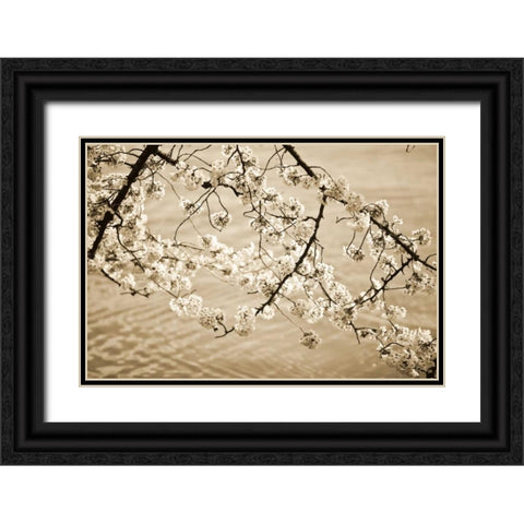 Sepia Cherry Blossoms II Black Ornate Wood Framed Art Print with Double Matting by Stefko, Bob