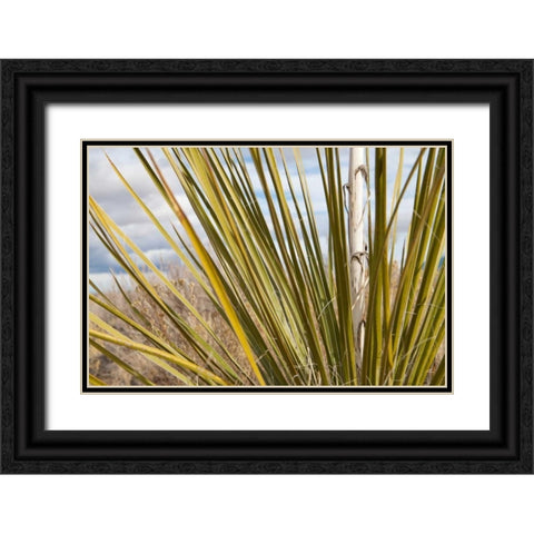 Century Plant I Black Ornate Wood Framed Art Print with Double Matting by Styber, Dana