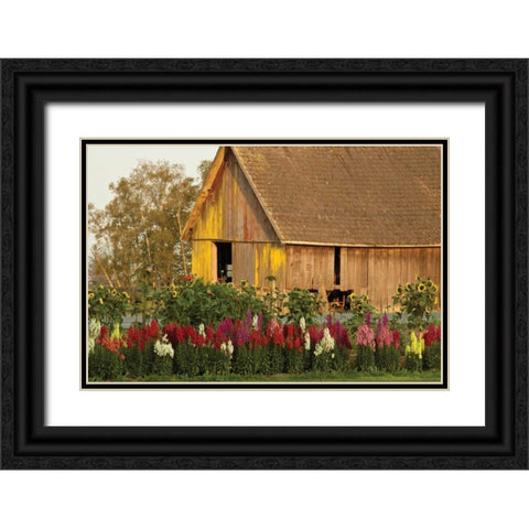 Snapdragons Barn I Black Ornate Wood Framed Art Print with Double Matting by Styber, Dana
