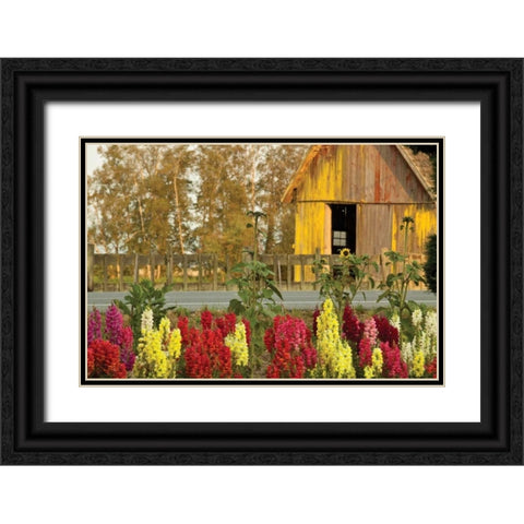 Snapdragons Barn II Black Ornate Wood Framed Art Print with Double Matting by Styber, Dana