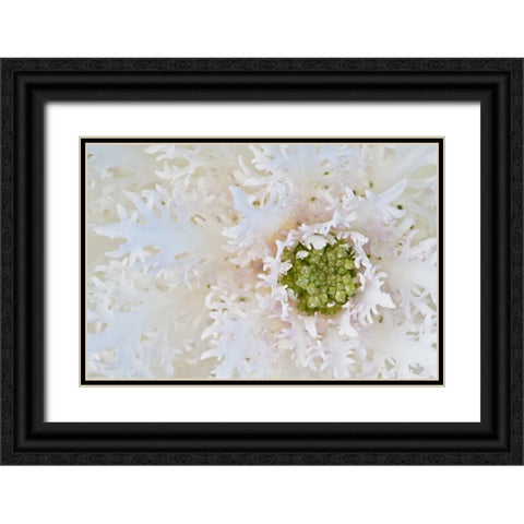 Green Ornamental II Black Ornate Wood Framed Art Print with Double Matting by Styber, Dana