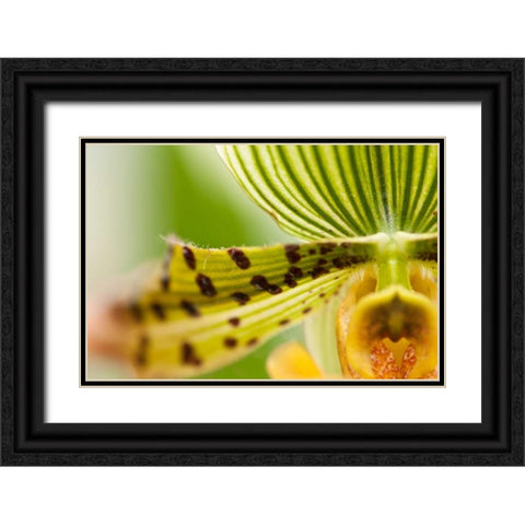 Extravaganza I Black Ornate Wood Framed Art Print with Double Matting by Styber, Dana