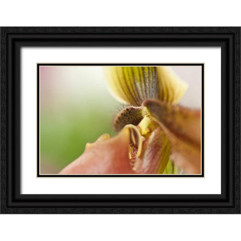 Extravaganza II Black Ornate Wood Framed Art Print with Double Matting by Styber, Dana