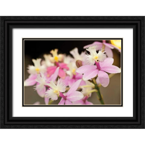 Orchid Chorus Black Ornate Wood Framed Art Print with Double Matting by Styber, Dana