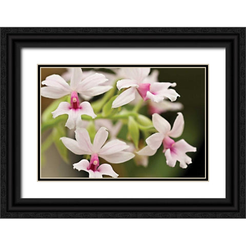 Pink Lips Black Ornate Wood Framed Art Print with Double Matting by Styber, Dana