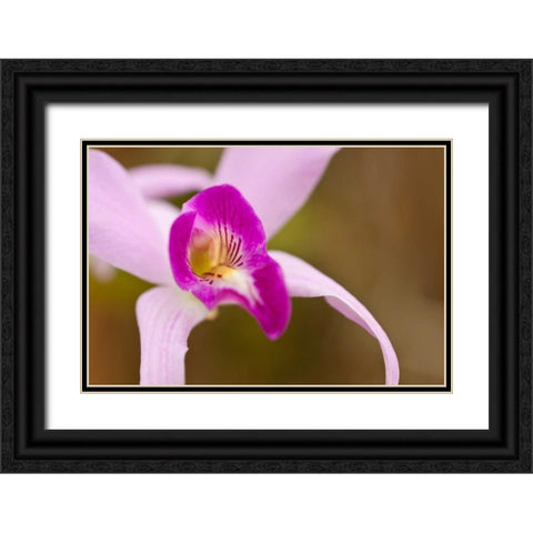 Purple Glory Black Ornate Wood Framed Art Print with Double Matting by Styber, Dana