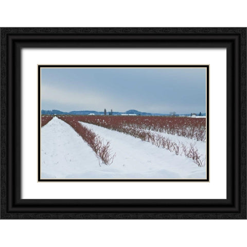 Berries Under Snow II Black Ornate Wood Framed Art Print with Double Matting by Styber, Dana