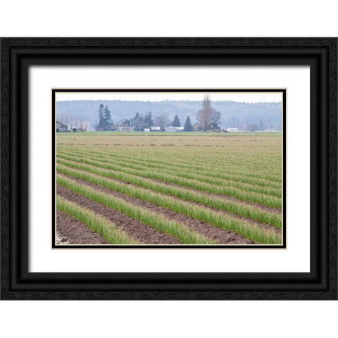 Graceful Greens II Black Ornate Wood Framed Art Print with Double Matting by Styber, Dana