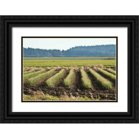 Golden Green Rows Black Ornate Wood Framed Art Print with Double Matting by Styber, Dana