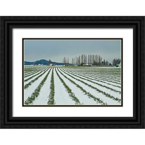 Snowy Daffodils I Black Ornate Wood Framed Art Print with Double Matting by Styber, Dana