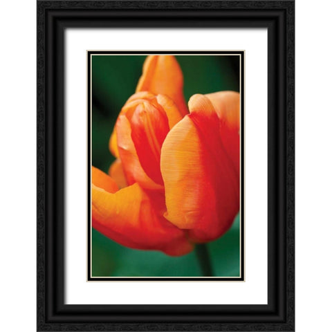 Emperor Tulip II Black Ornate Wood Framed Art Print with Double Matting by Styber, Dana