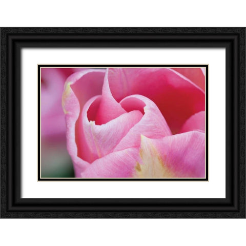 Pink Tulip I Black Ornate Wood Framed Art Print with Double Matting by Styber, Dana