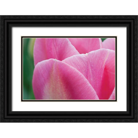 Pink Tulip II Black Ornate Wood Framed Art Print with Double Matting by Styber, Dana
