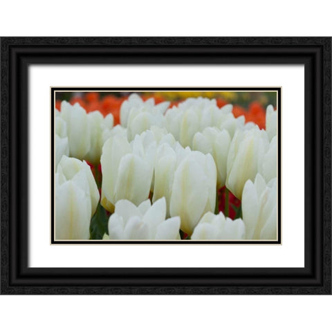 White Tulips II Black Ornate Wood Framed Art Print with Double Matting by Styber, Dana