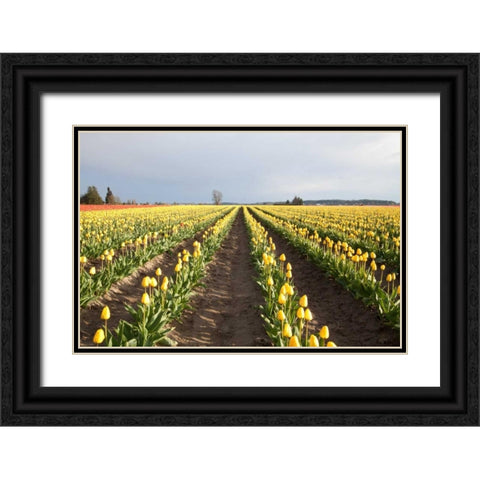 Tulips at Sunset II Black Ornate Wood Framed Art Print with Double Matting by Styber, Dana