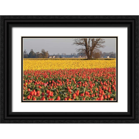 Yellow and Orange Tulips I Black Ornate Wood Framed Art Print with Double Matting by Styber, Dana