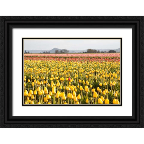 Yellow and Orange Tulips III Black Ornate Wood Framed Art Print with Double Matting by Styber, Dana