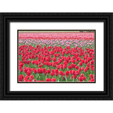 March of the Tulips I Black Ornate Wood Framed Art Print with Double Matting by Styber, Dana