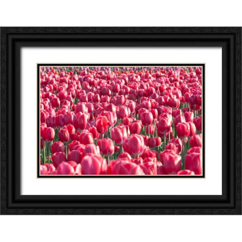 Field of Pink Black Ornate Wood Framed Art Print with Double Matting by Styber, Dana