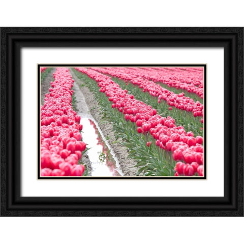 Rainy Tulip Field Black Ornate Wood Framed Art Print with Double Matting by Styber, Dana