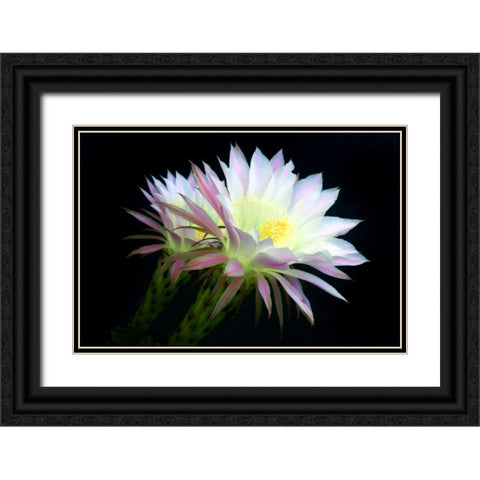 Blooms at Dawn Black Ornate Wood Framed Art Print with Double Matting by Taylor, Douglas