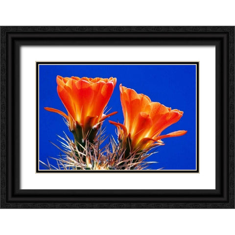 Claret Cups on Blue II Black Ornate Wood Framed Art Print with Double Matting by Taylor, Douglas