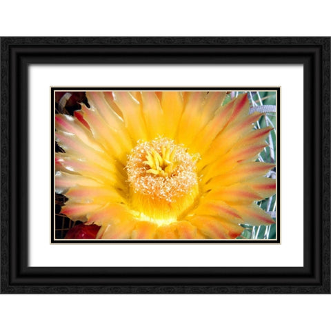 Cactus Flower III Black Ornate Wood Framed Art Print with Double Matting by Taylor, Douglas