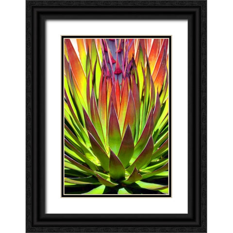 Colorful Agave II Black Ornate Wood Framed Art Print with Double Matting by Taylor, Douglas