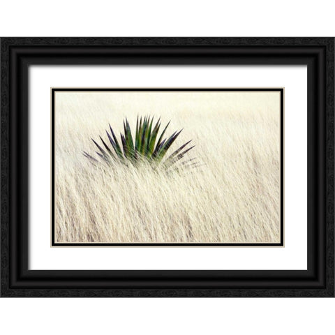 Agave II Black Ornate Wood Framed Art Print with Double Matting by Taylor, Douglas