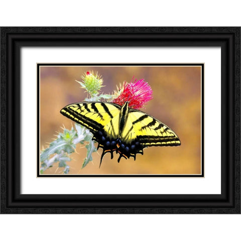 Swallowtail Black Ornate Wood Framed Art Print with Double Matting by Taylor, Douglas