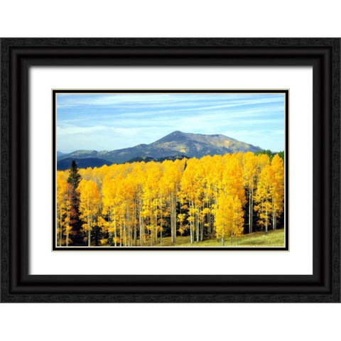 Aspens of Autumn I Black Ornate Wood Framed Art Print with Double Matting by Taylor, Douglas